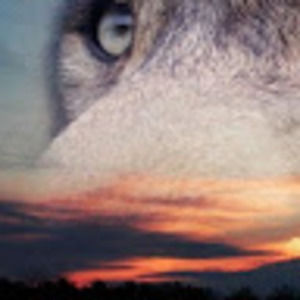 Meet your Posher, Cory